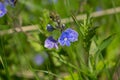 Veronica/ÃâÃÂµÃâ¬ÃÂ¾ÃÂ½ÃÂ¸ÃÂºÃÂ°/forest flower